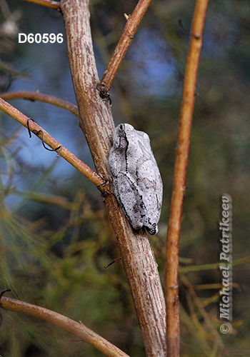 Pine Woods Treefrog (Hyla femoralis)